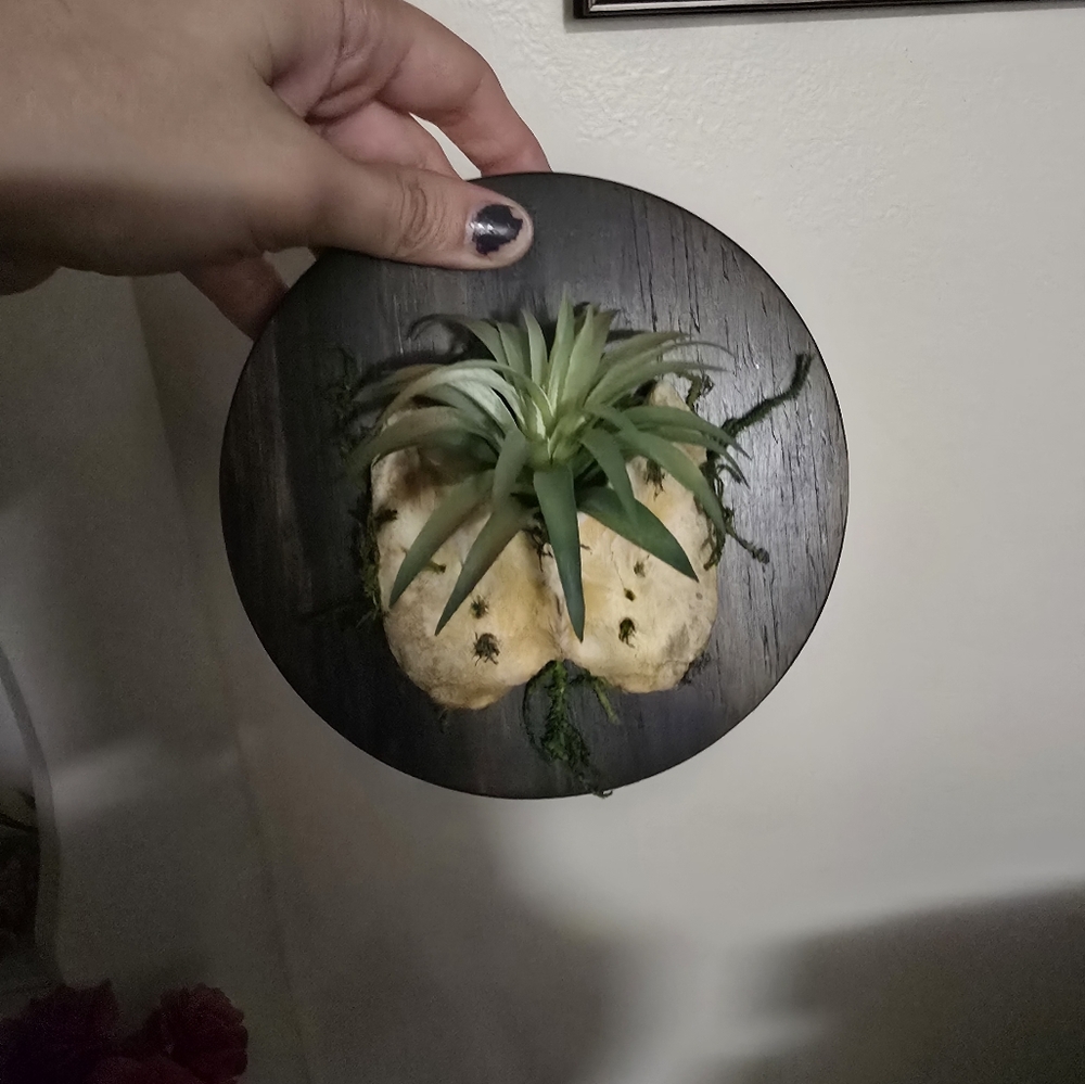 Round Black Wall Decor with Air Plant